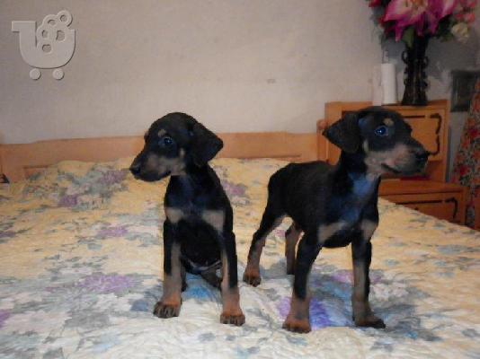 Kαλή τιμή!!!.Πουλάω όμορφα κουτάβια ράτσα DOBERMAN – Ντόμπερμαν - 300 euro...